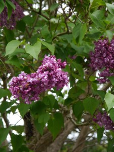 Lilac1